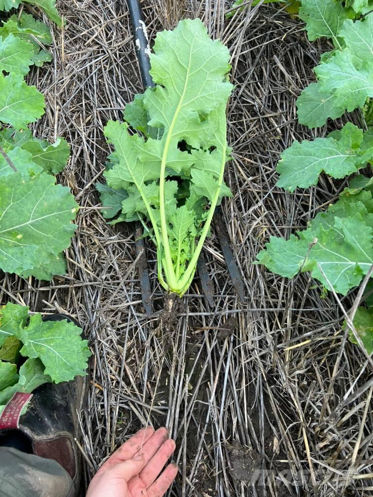 Horsch Focus 6 TD Drillmaschinen