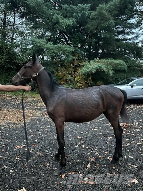  Horse Standardbred Weitere Viehgeräte