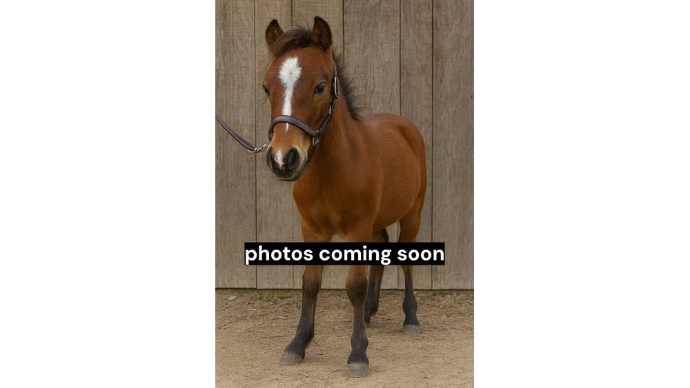  Pony Stallion 35in Melkanlagen