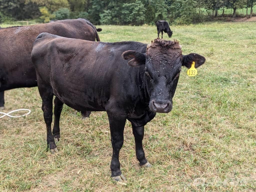 Bull (Organic Farm) Melkanlagen