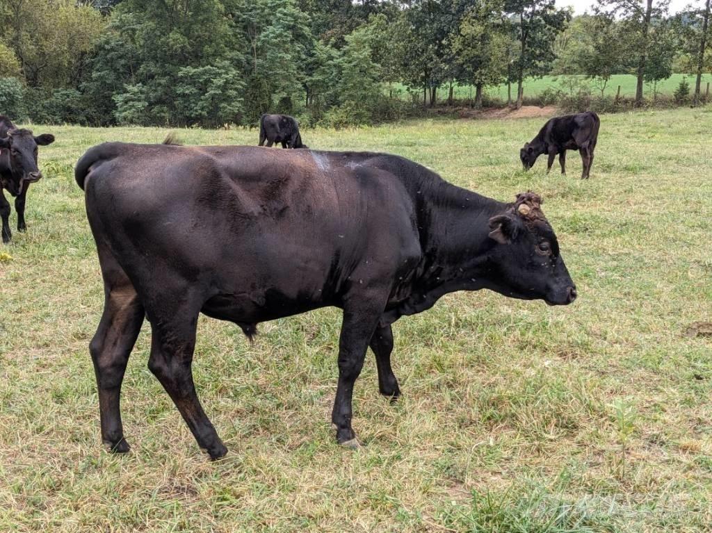 Bull (Organic Farm) Melkanlagen