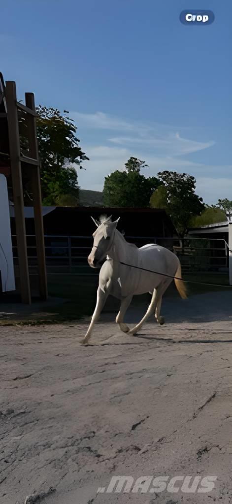  Horse Mare Weitere Viehgeräte