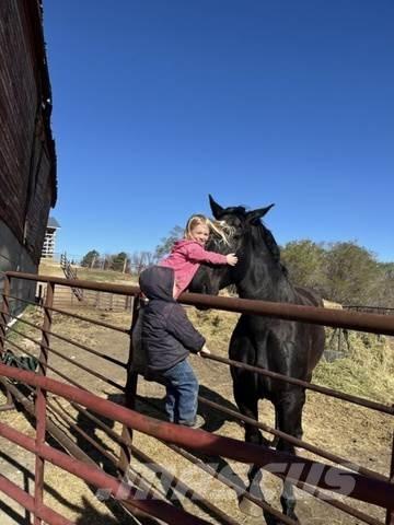  Percheron Team Sonstige Baumaschinen